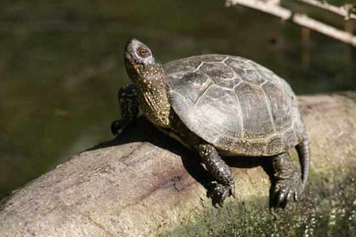 Żywienie żółwia błotnego