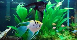 Bezpieczne towarzystwo w akwarium: Jak uniknąć agresji między pyszczakami a skalarami?