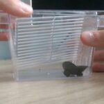 Bezpieczny kotnik dla gupika – jak stworzyć idealne schronienie dla młodych rybki