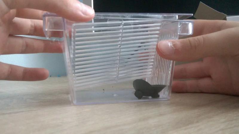 Bezpieczny kotnik dla gupika – jak stworzyć idealne schronienie dla młodych rybki