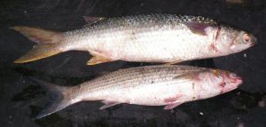 Cefal w zasięgu ręki: techniki połowu i praktyczne porady na każdą okazję