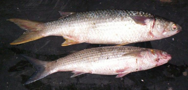 Cefal w zasięgu ręki: techniki połowu i praktyczne porady na każdą okazję