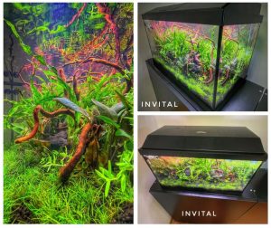 Czy skalary i gupiki mogą współistnieć? Oto sposoby na uniknięcie agresji w akwarium