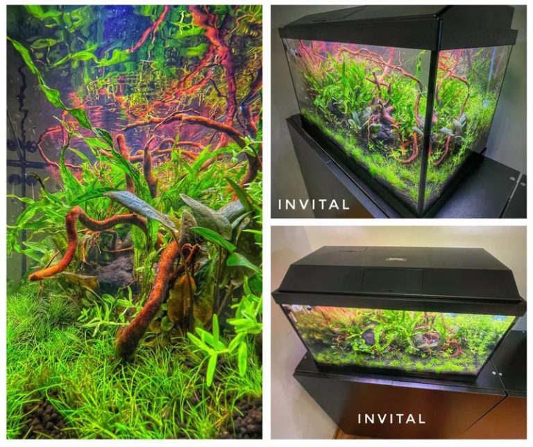 Czy skalary i gupiki mogą współistnieć? Oto sposoby na uniknięcie agresji w akwarium