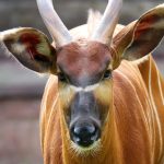 Czym jest antylopa i jak się żywi? Fascynujące fakty, które cię zaskoczą!