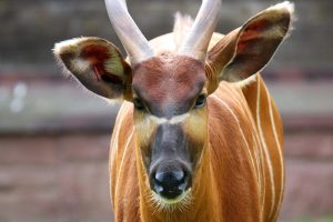 Czym jest antylopa i jak się żywi? Fascynujące fakty, które cię zaskoczą!