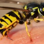 Czym żywi się osa? Fascynujące nawyki tych owadów, które Cię zaskoczą