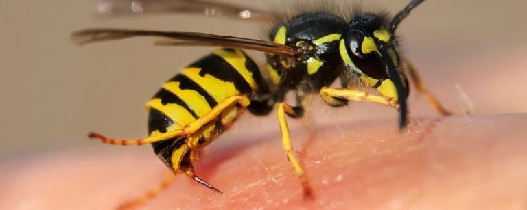 Czym żywi się osa? Fascynujące nawyki tych owadów, które Cię zaskoczą