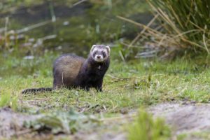 Czym żywi się tchórz? Odkryj zaskakujące fakty o jego diecie i niezwykłych zwyczajach