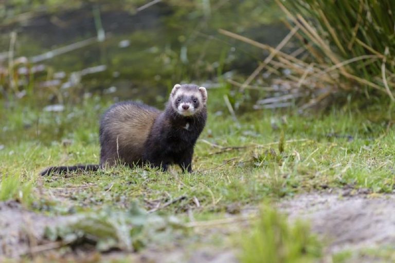 Czym żywi się tchórz? Odkryj zaskakujące fakty o jego diecie i niezwykłych zwyczajach