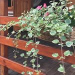 Dlaczego komarzyce sięgają po krew? Odkrywamy ich dietę i potrzeby żywieniowe