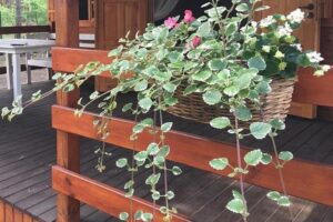 Dlaczego komarzyce sięgają po krew? Odkrywamy ich dietę i potrzeby żywieniowe