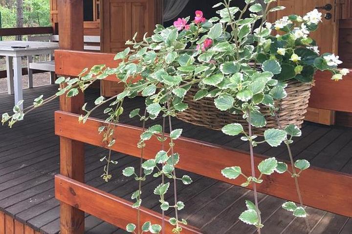 Dlaczego komarzyce sięgają po krew? Odkrywamy ich dietę i potrzeby żywieniowe