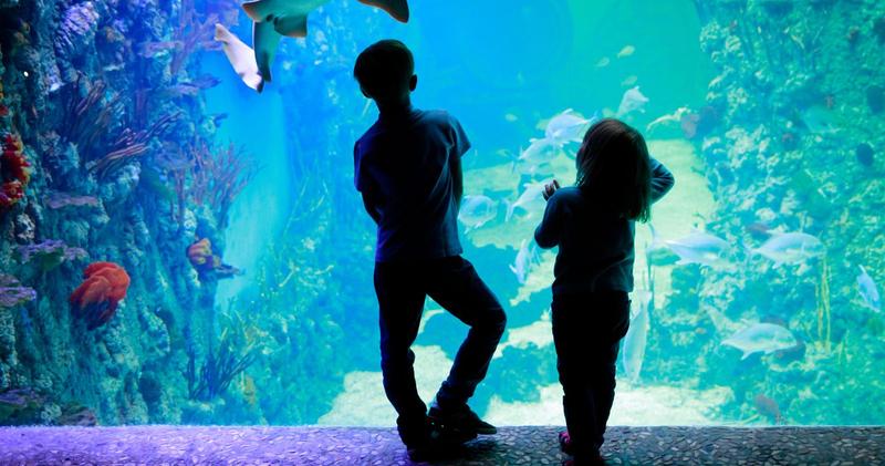 Gdynia i jej atrakcje: zanurz się w fascynującym świecie oceanarium morskich stworzeń