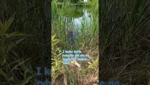 Gdzie można łowić ryby bez licencji? Odkryj najlepsze miejsca z kartą wędkarską!