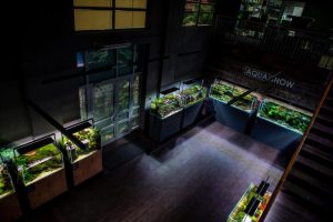 Gdzie znajdziesz najlepsze sklepy z rybkami akwariowymi w Warszawie?