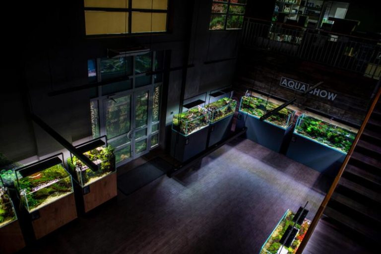 Gdzie znajdziesz najlepsze sklepy z rybkami akwariowymi w Warszawie?