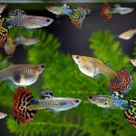 Gdzie znaleźć idealne rybki akwariowe? Sprawdź najlepsze miejsca i porady na start