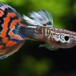 Gupiki – odkryj ich fascynujący wygląd i niesamowite cechy