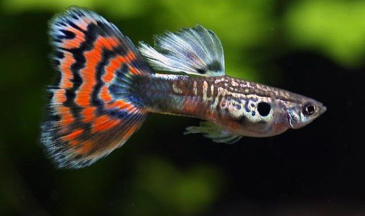 Gupiki – odkryj ich fascynujący wygląd i niesamowite cechy