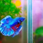 Idealne towarzystwo w akwarium: jakie rybki z bojownikiem będą najlepsze?