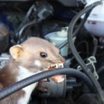 Jak chronić się przed kuną – odkryj, czym się żywi i jakie ma preferencje w diecie