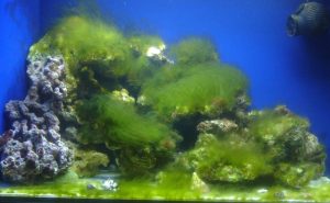 Jak przyspieszyć dojrzewanie akwarium i uniknąć najczęstszych błędów?