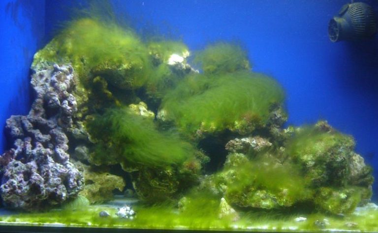 Jak przyspieszyć dojrzewanie akwarium i uniknąć najczęstszych błędów?