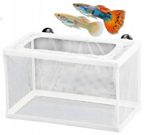 Jak rozpoznać objawy porodu gupika: przewodnik dla akwarystów