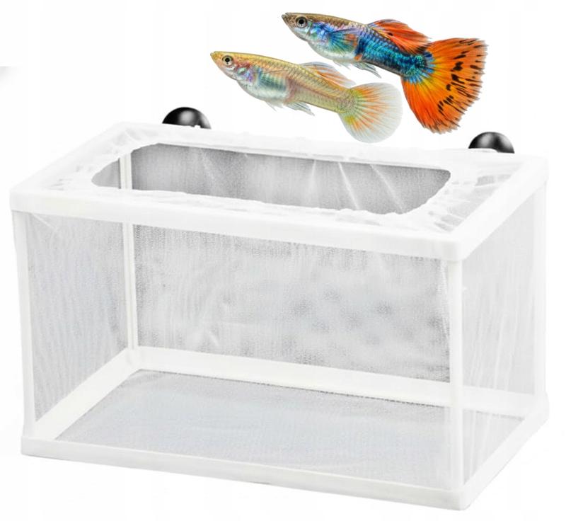 Jak rozpoznać objawy porodu gupika: przewodnik dla akwarystów