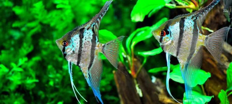 Jak skutecznie karmić skalary, by zapewnić im szybki wzrost i uniknąć błędów w diecie?