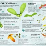 Jak skutecznie rozmnażać drzewa? Odkryj sprawdzone metody i porady