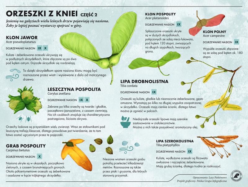 Jak skutecznie rozmnażać drzewa? Odkryj sprawdzone metody i porady