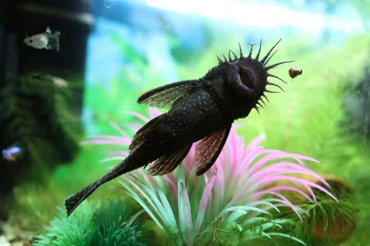 Jak skutecznie rozmnażać glonojady? Kluczowe warunki i praktyczne porady