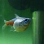 Jak zmienia się neonek w ciąży? Pielęgnacja i charakterystyczne zmiany w wyglądzie