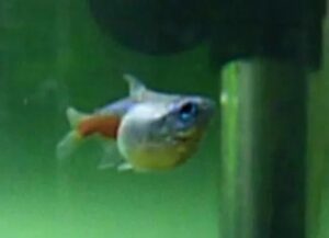 Jak zmienia się neonek w ciąży? Pielęgnacja i charakterystyczne zmiany w wyglądzie