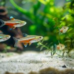 Jakie rybki wybrać do pierwszego akwarium? Proste w pielęgnacji propozycje dla początkujących