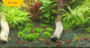 Jakie ryby wybrać do krewetkarium? Sprawdź bezpieczne gatunki!