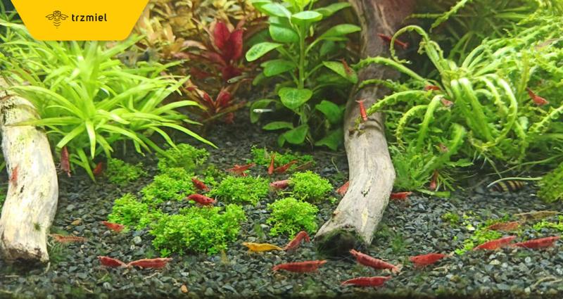 Jakie ryby wybrać do krewetkarium? Sprawdź bezpieczne gatunki!