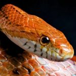 Jakie sekrety kryje dieta węża zbożowego? Odkryj jego żywieniowe zwyczaje!