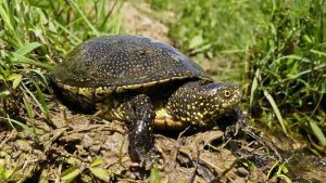 Jakie smakołyki kryje dieta żółwia błotnego? Zaskakujące fakty o jego żywieniu