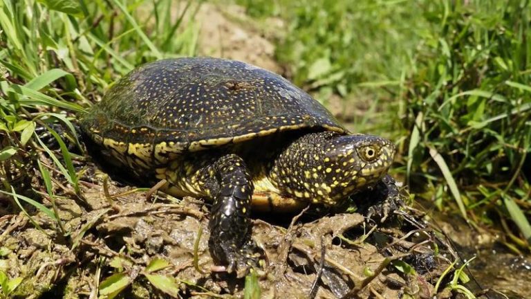 Jakie smakołyki kryje dieta żółwia błotnego? Zaskakujące fakty o jego żywieniu
