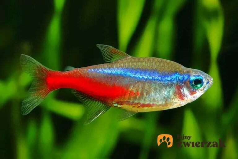 Neonki w kryzysie: Odkryj przyczyny ich śmierci i naucz się, jak temu zapobiec