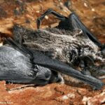 Nietoperze w Polsce – odkryj, czym się żywią i zaskocz swoją wiedzą o ich diecie!