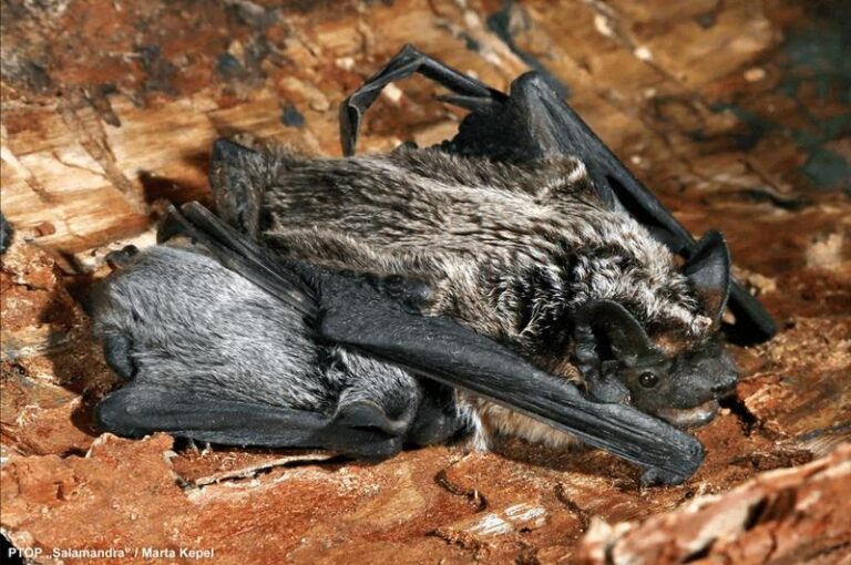 Nietoperze w Polsce – odkryj, czym się żywią i zaskocz swoją wiedzą o ich diecie!