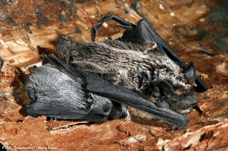 Nietoperze w Polsce – odkryj, czym się żywią i zaskocz swoją wiedzą o ich diecie!