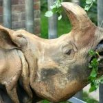 Nosorożec – zaskakujące sekrety diety tych majestatycznych zwierząt