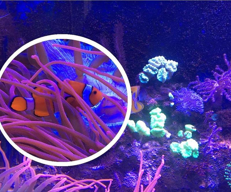 Odkryj fascynujący świat Oceanarium w Bydgoszczy – co zobaczyć i dlaczego warto tu być?
