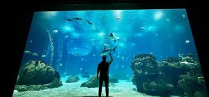 Odkryj najpiękniejsze oceanaria w Węgrzech: co warto zobaczyć i zwiedzić?