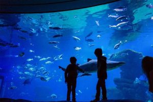 Odkryj niesamowite atrakcje oceanarium na Majorce - praktyczny przewodnik dla turystów